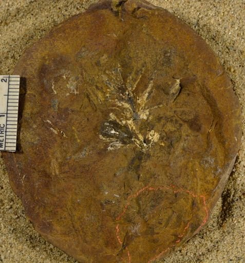 Sphenophyllum sp.