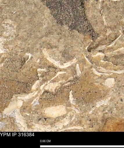 undet. Mollusca
