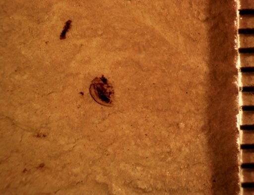 Coleoptera?