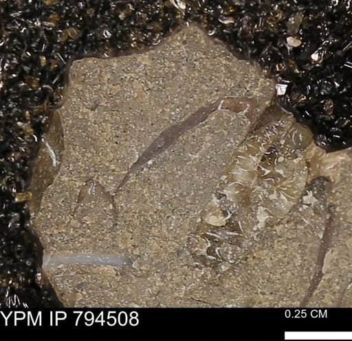 undet. Scaphitidae