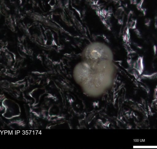 undet. Foraminiferida