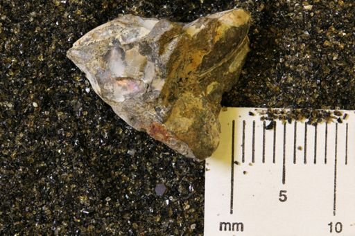 Nuculana sp.