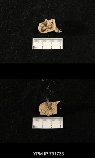 undet. Brachiopoda