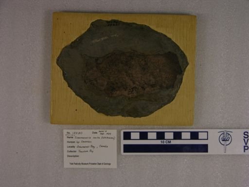 Scaumenacia curta