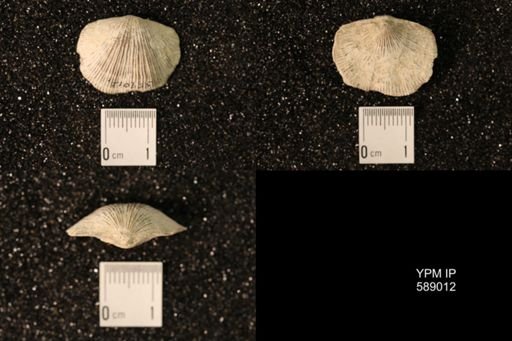 Dinorthis subquadrata