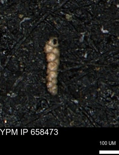 Verneuilinoides kansasensis