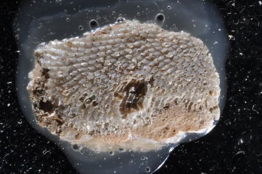 Hippoporina apertura