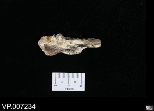 Pachyrhizodus?