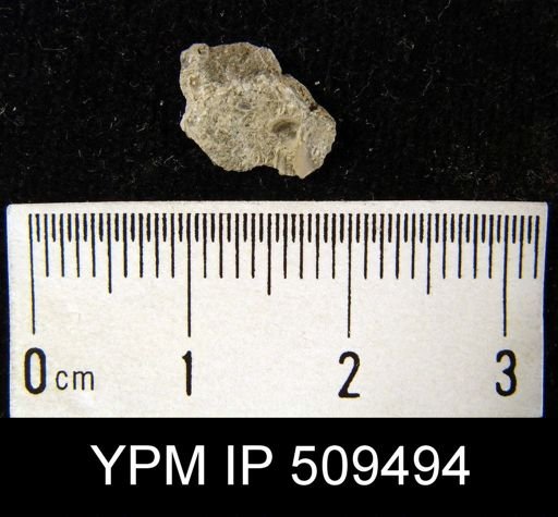 Pholidops gamachiana