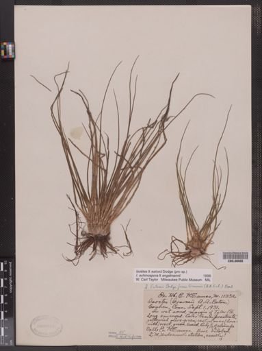 Isoetes
