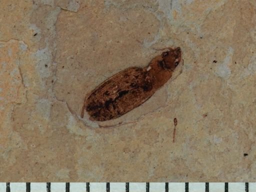 undet. Hymenoptera