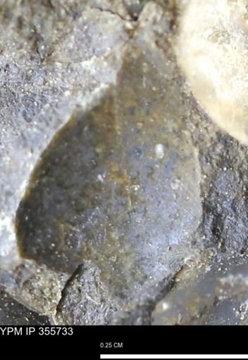 undet. Bivalvia