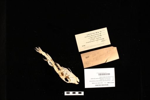 Sphoeroides maculatus