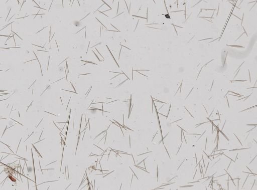 Polymastia sp.