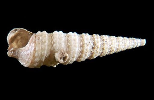 Turritellidae