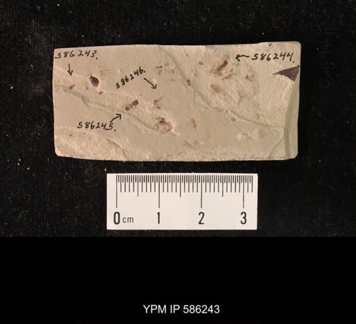 undet. Coleoptera