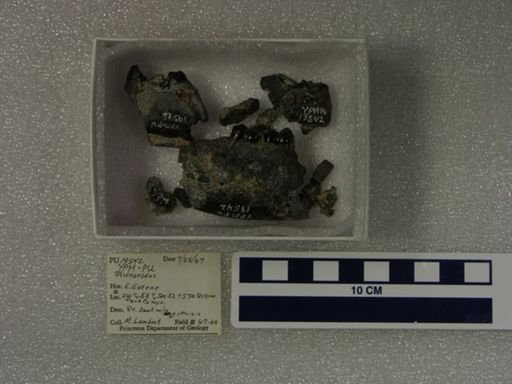 Phenacodus sp.