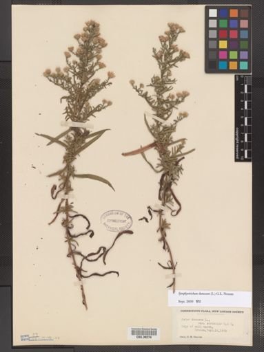 Symphyotrichum dumosum