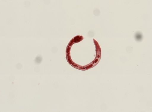 Digenea