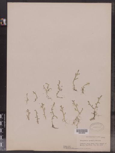 Selaginella apoda
