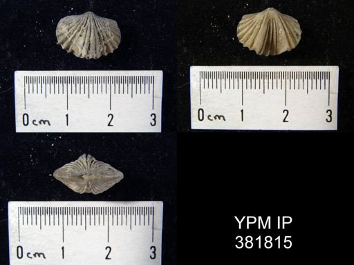 Platystrophia biforata