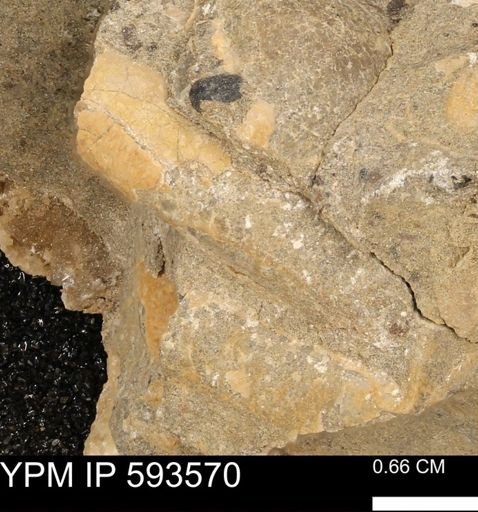 taxon undetermined