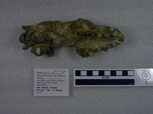 Mesocyon coryphaeus