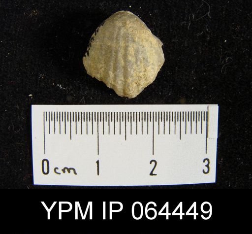 Sieberella roemeri