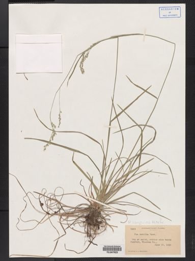 Poa languida