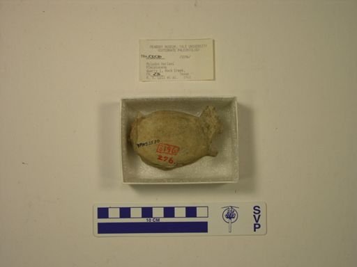 Mylodon harlani