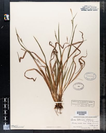 Carex tetanica