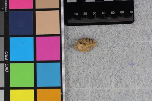 Leptomeryx sp.