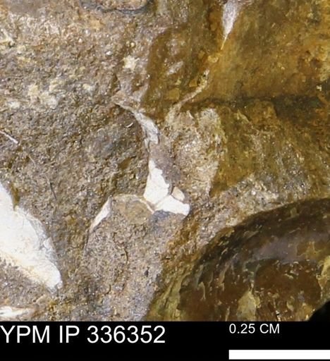 undet. Mollusca