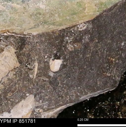 undet. Mollusca