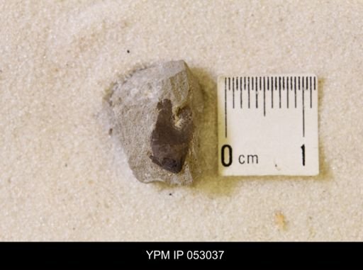 Hoploscaphites nicolletii