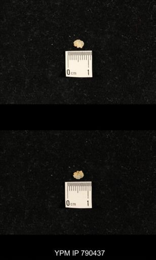 undet. Brachiopoda