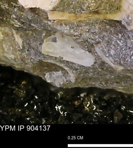 undet. Mollusca