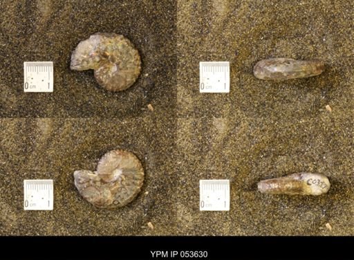 Discoscaphites conradi
