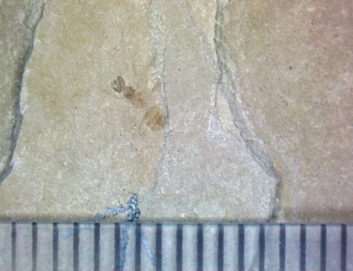 undet. Hymenoptera