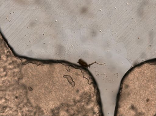 Tetrasiphon hydrocora
