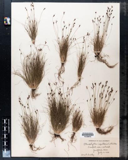 Bulbostylis capillaris