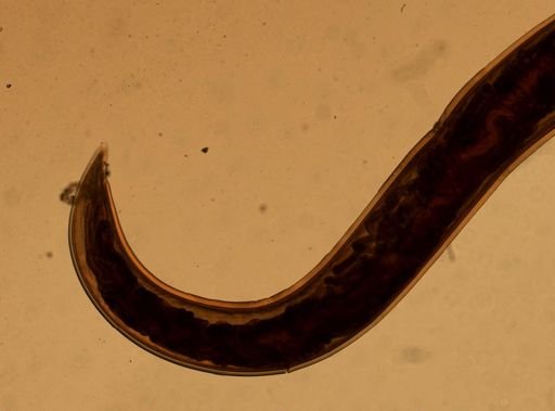 Ancylostoma caninum
