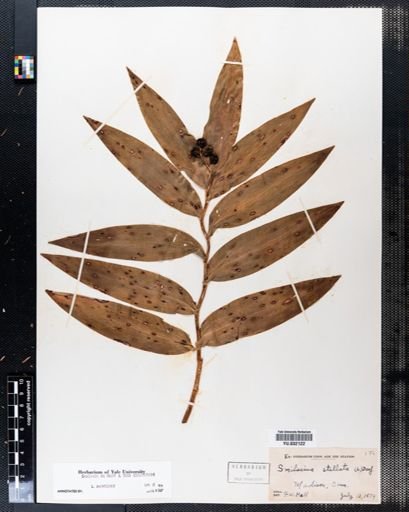 Maianthemum