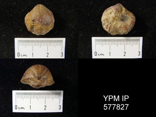 Enteletes hemiplicata