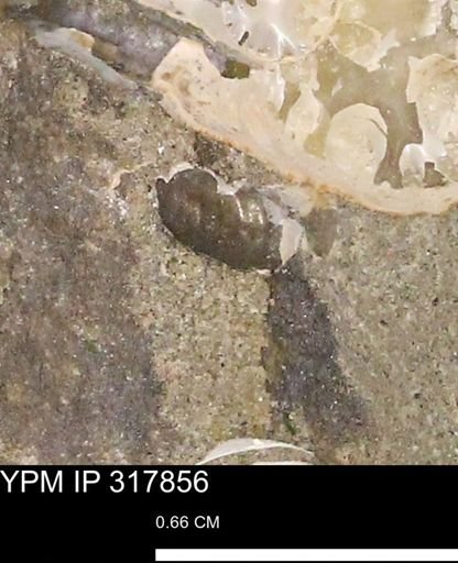 Hoploscaphites sp.