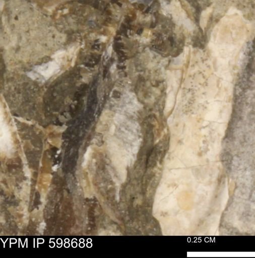 Mollusca