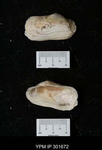 Hiatella arctica