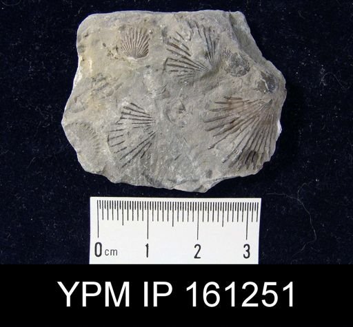Orthis flabellites