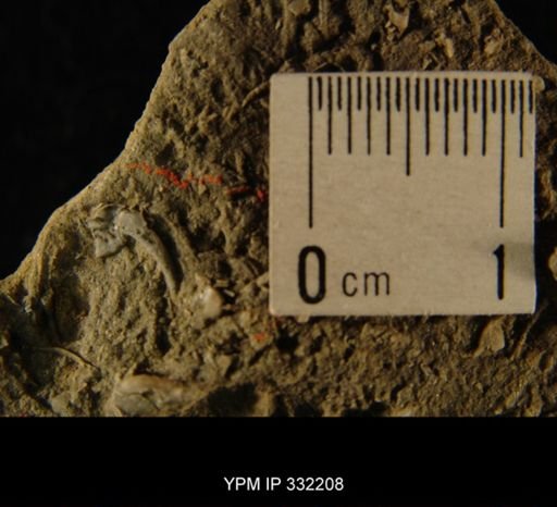 Ceraurus pleurexanthemus