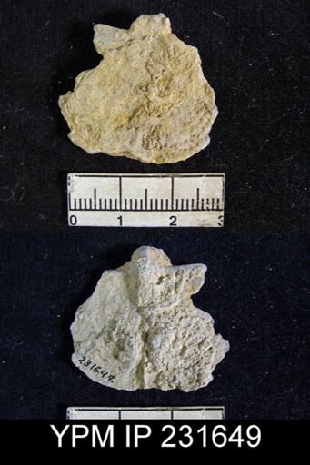 Juresania nebrascensis